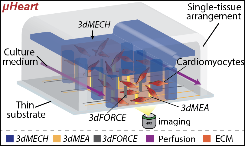 µHeart Technical Diagram - Cross-section showing 3dMECH, 3dMEA, and 3dFORCE integration