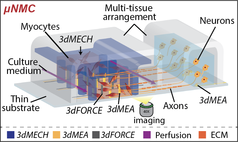 µNMC Technical Diagram - Bi-compartmental layout showing neuron-muscle interface