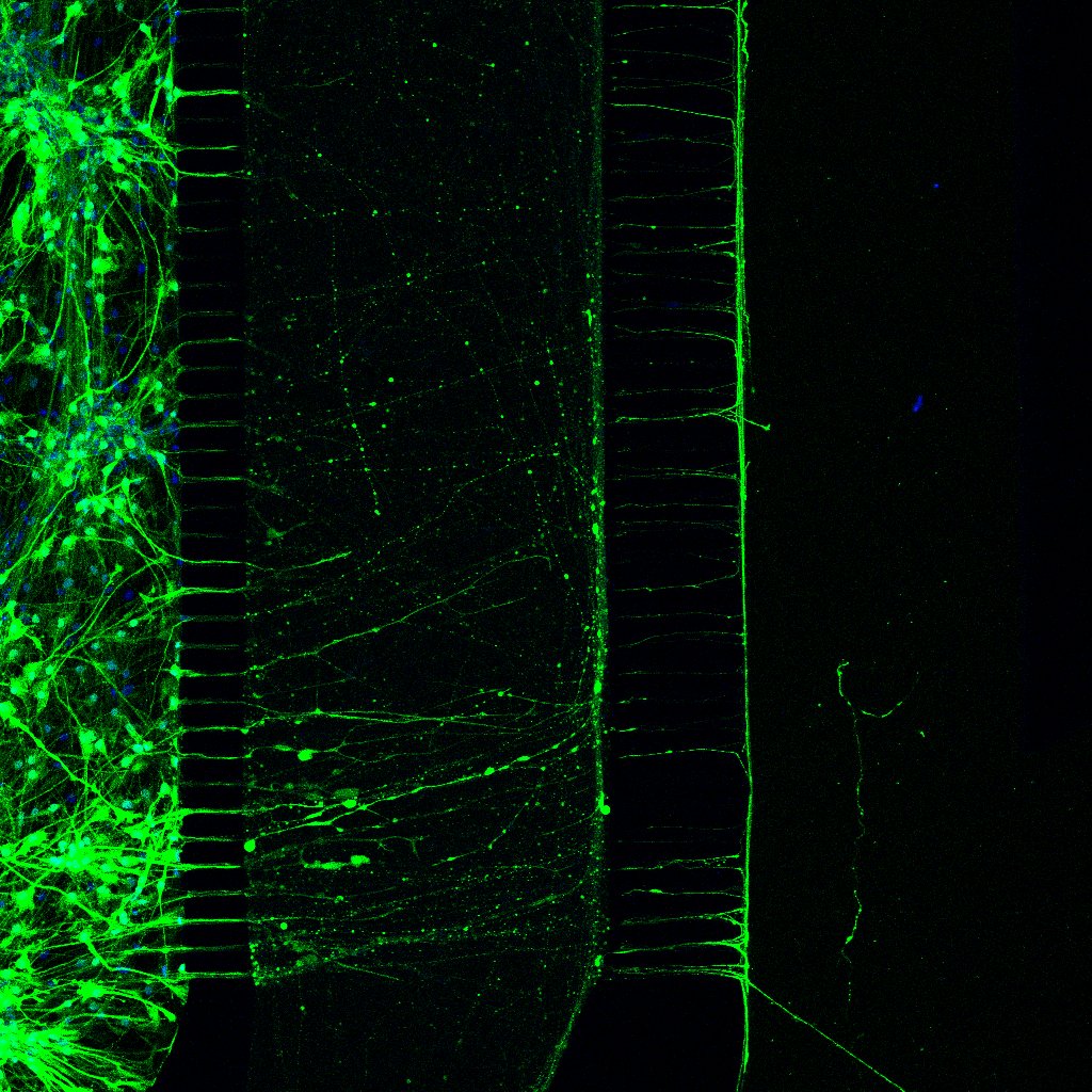 Cnr sensory device 1