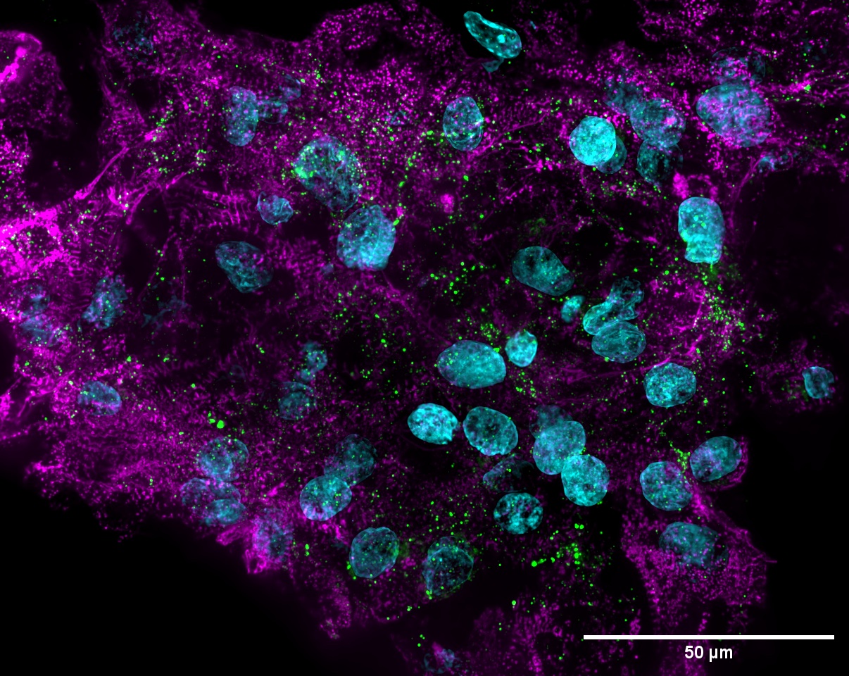 Ich 3d 100x cardiomyocyte