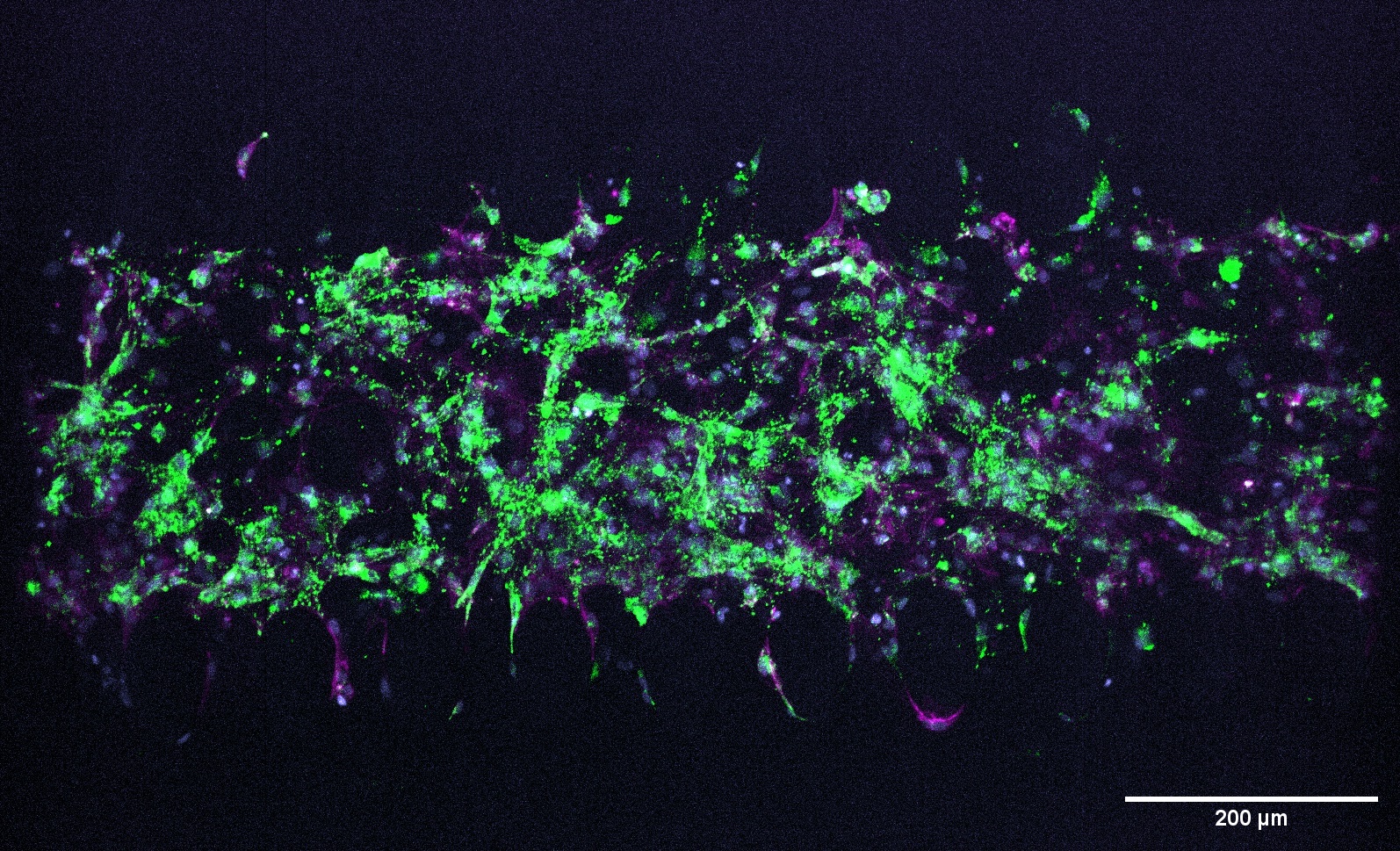 Ich 3d 20x cardiomyocyte